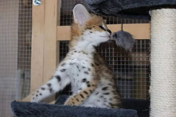 Bellissimi cuccioli Savannah F5 disponibili | Foto 3