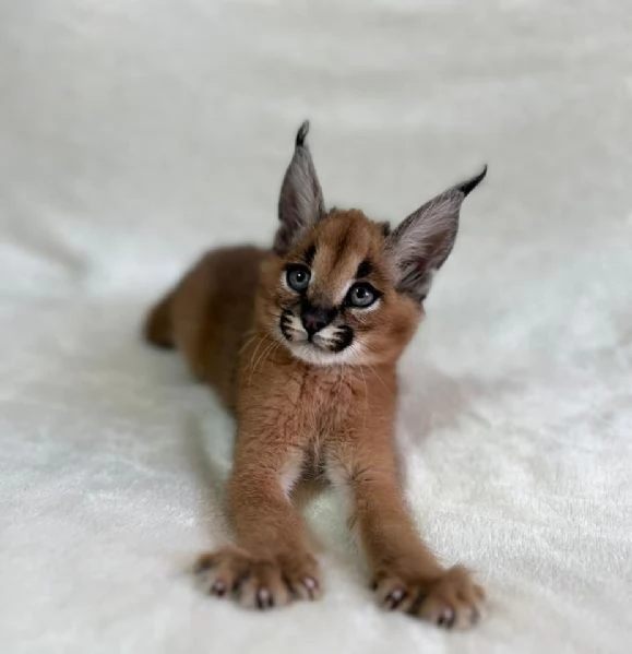 Cuccioli di Caracal e Serval disponibili | Foto 5