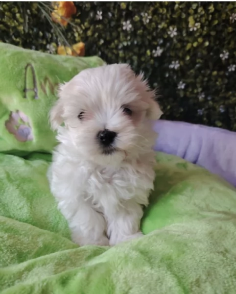  REGALO MALTESE