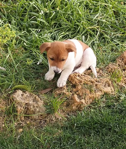 Jack Russell terrier cuccioli | Foto 1