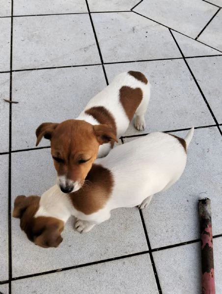 Jack Russell terrier cuccioli