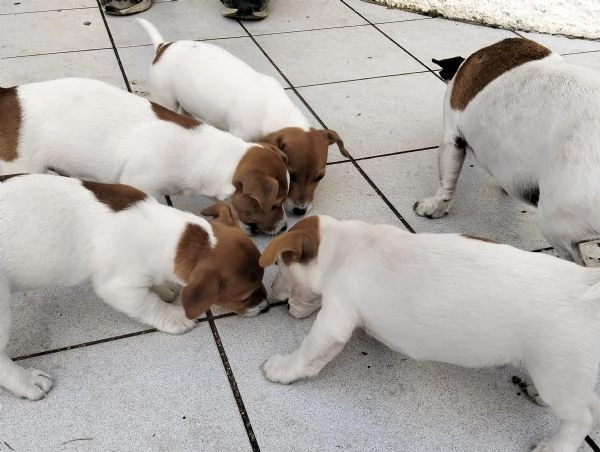 Jack Russell terrier cuccioli | Foto 0