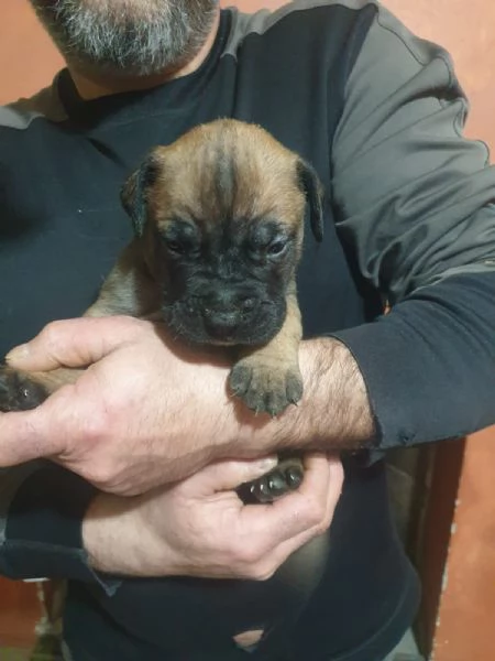 Cuccioli Bullmastiff | Foto 6