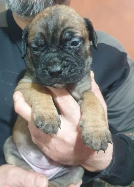 Cuccioli Bullmastiff | Foto 5