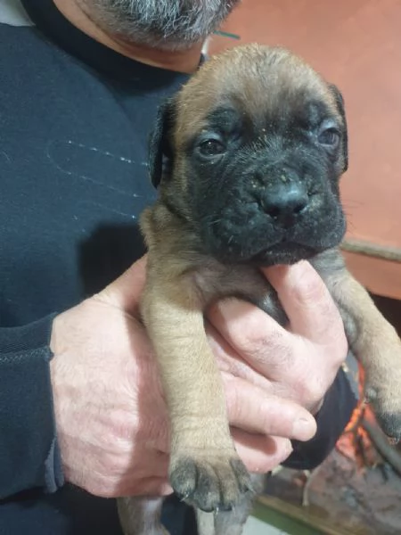 Cuccioli Bullmastiff | Foto 1