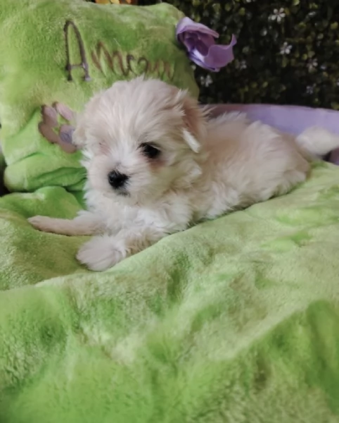 REGALO MALTESE | Foto 0