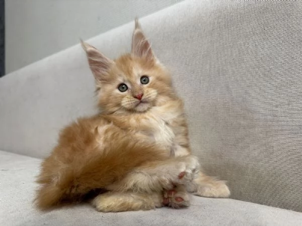 Maine Coon, Gattini di Razza Purezza Disponibili Subito! | Foto 0