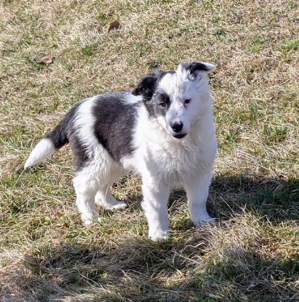 Cuccioli di border collie  | Foto 6