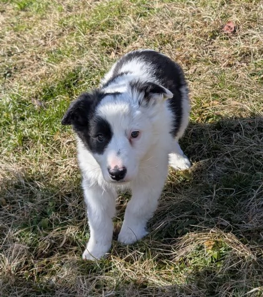 Cuccioli di border collie  | Foto 5