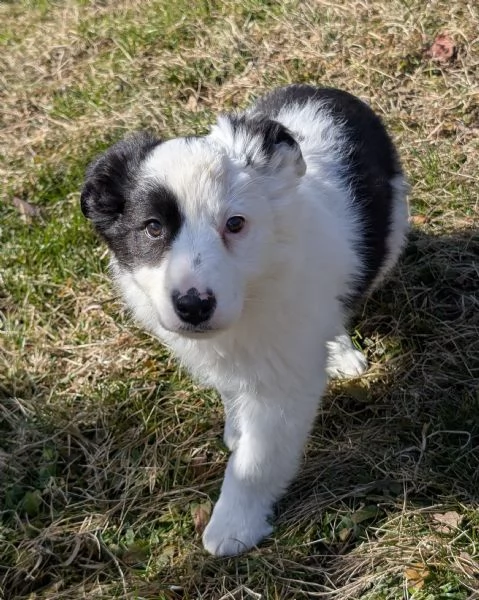 Cuccioli di border collie  | Foto 3