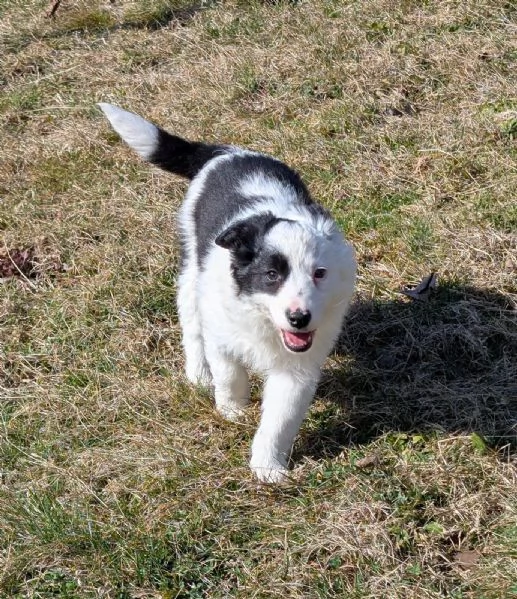 Cuccioli di border collie  | Foto 1