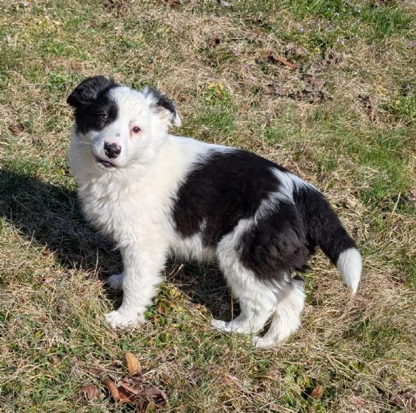 Cuccioli di border collie  | Foto 0