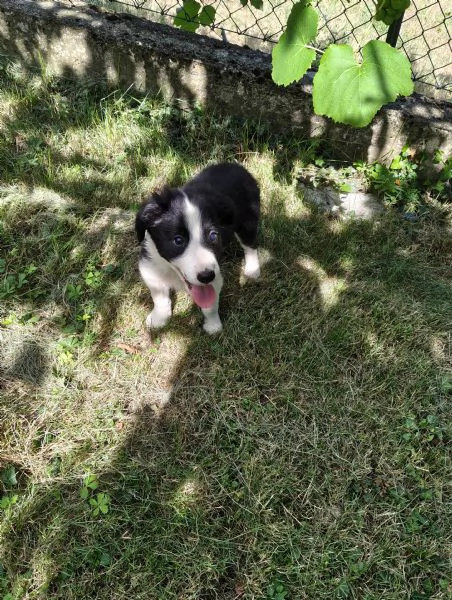 Cuccioli di Border Collie  | Foto 4