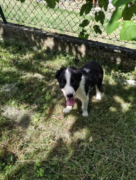 Cuccioli di Border Collie  | Foto 3
