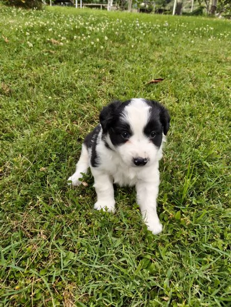 Cuccioli di Border Collie  | Foto 2