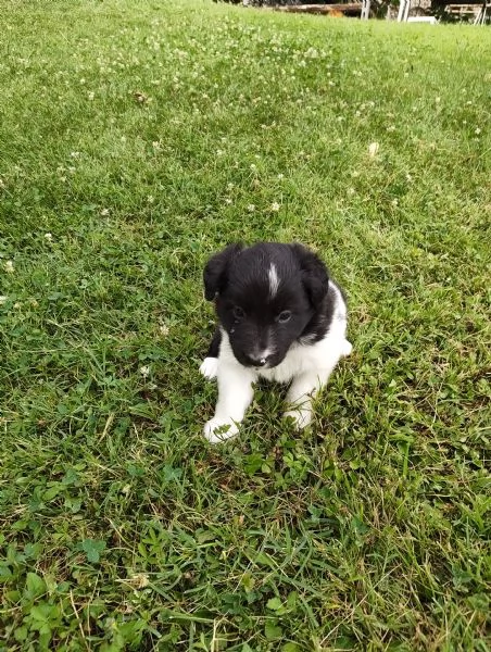 Cuccioli di Border Collie  | Foto 1