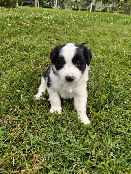 Cuccioli di Border Collie 