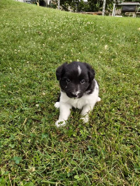 Cuccioli di Border Collie  | Foto 0