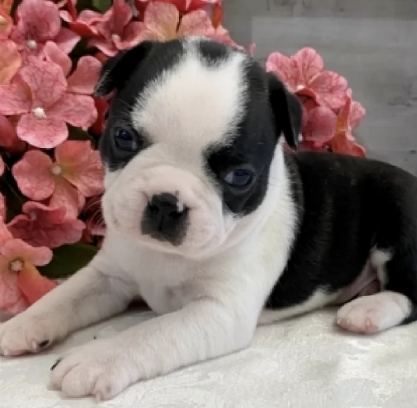  Regalo Boston Terrier | Foto 1