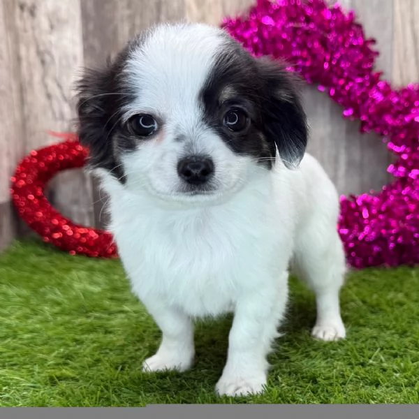  REGALO CHIHUAHUA TOY MERAVIGLIOSI 