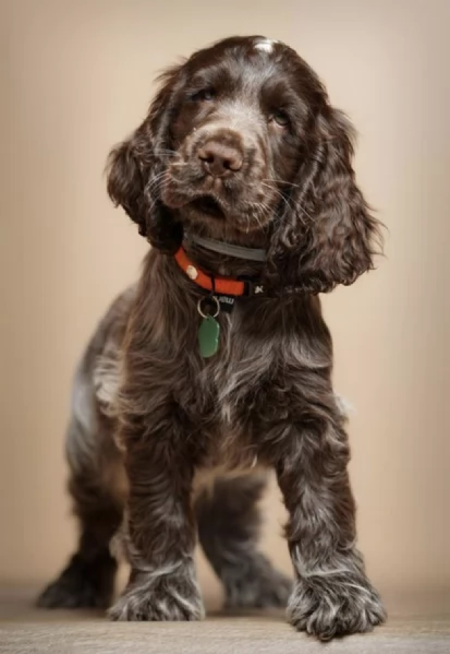 REGALO  CUCCIOLI DI COCKER SPANIEL | Foto 1
