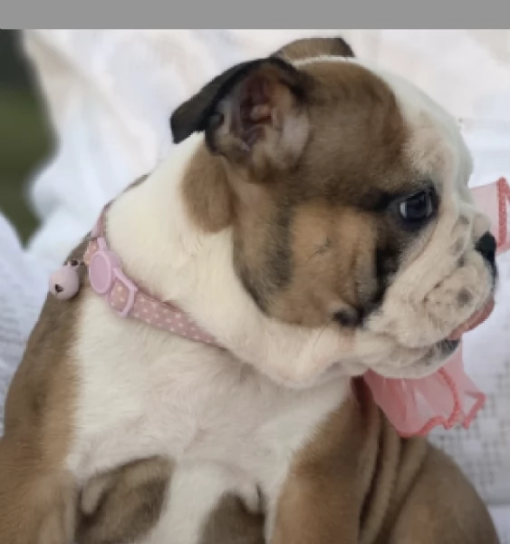  REGALO   BULLDOG INGLESE