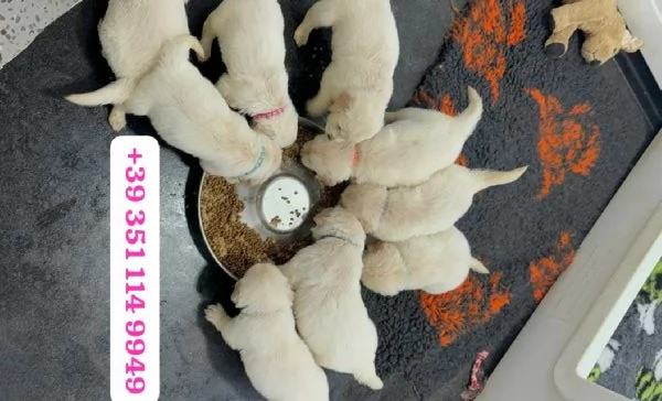 Regala un cucciolo di Golden Retriever maschio e femmina | Foto 1