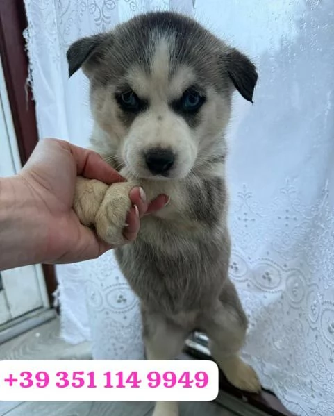 Regala un cucciolo di Husky maschio e femmina | Foto 0