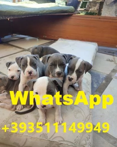 Regala un cucciolo di Pitbull maschio e femmina