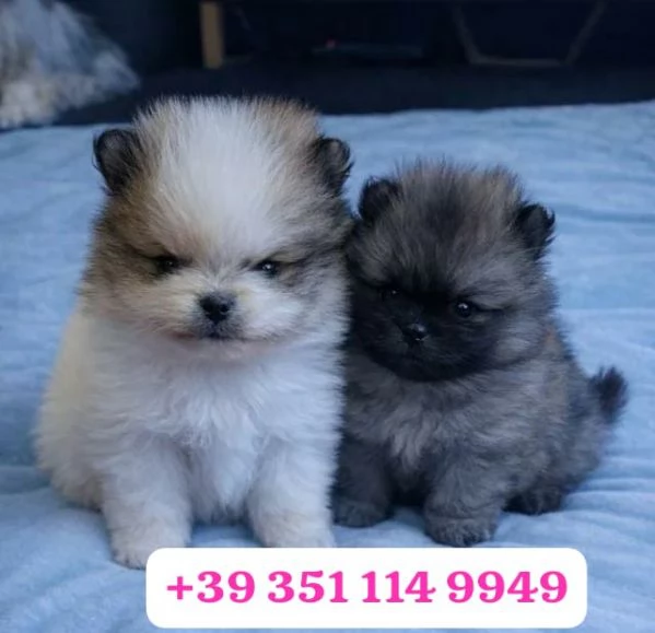 Regala un cucciolo di Volpino Pomerania maschio e femmina