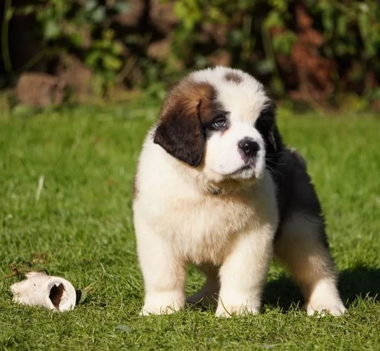 Adorabili cuccioli di San Bernardo