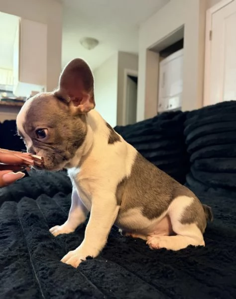 Adorabili cuccioli di bulldog francese in vendita  | Foto 2