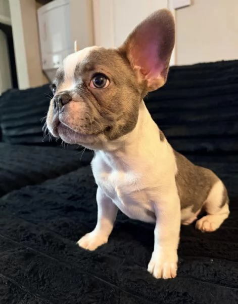 Adorabili cuccioli di bulldog francese in vendita  | Foto 1