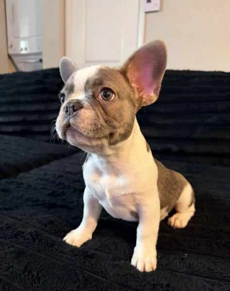 Adorabili cuccioli di bulldog francese in vendita  | Foto 0