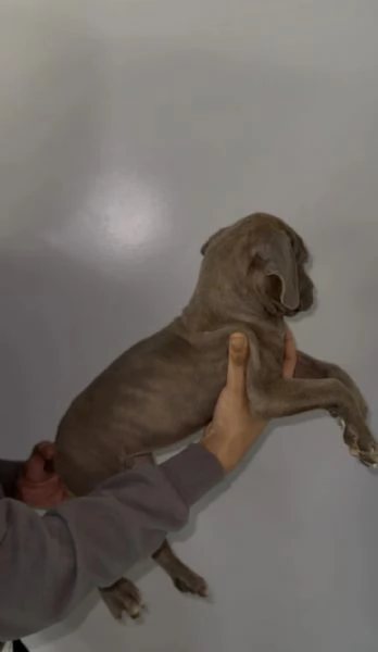 Cuccioli di Cane Corso super adorabili, pronti a unirsi alle loro nuove famiglie! | Foto 0