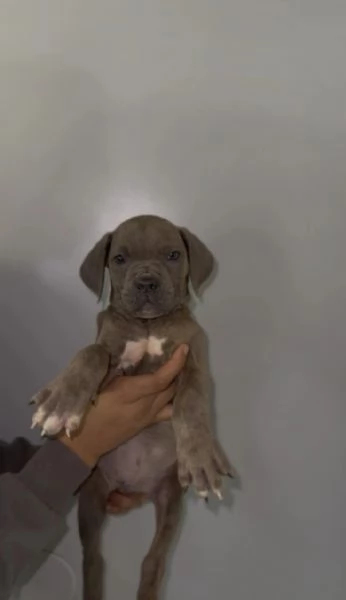 Cuccioli di Cane Corso super adorabili, pronti a unirsi alle loro nuove famiglie!