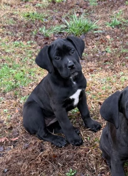 Cuccioli di Cane Corso super adorabili | Foto 0