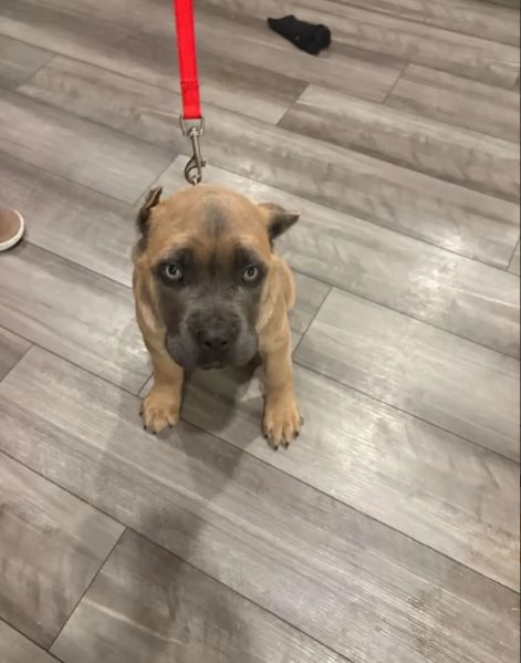 Cuccioli di Cane Corso Adorabili – Pronti per una Nuova Casa  | Foto 0