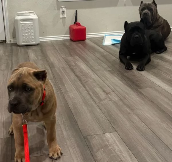 Cuccioli di Cane Corso Adorabili – Pronti per una Nuova Casa 