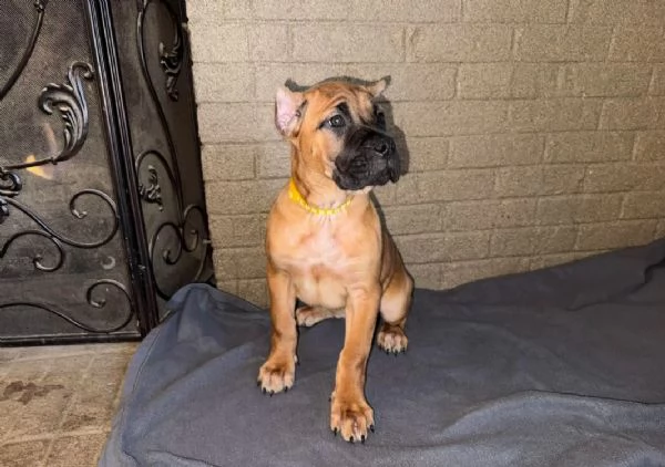 Cuccioli di Cane Corso Bellissimi – Affettuosi e Pronti per la Nuova Famiglia  | Foto 1