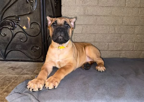 Cuccioli di Cane Corso Bellissimi – Affettuosi e Pronti per la Nuova Famiglia  | Foto 0