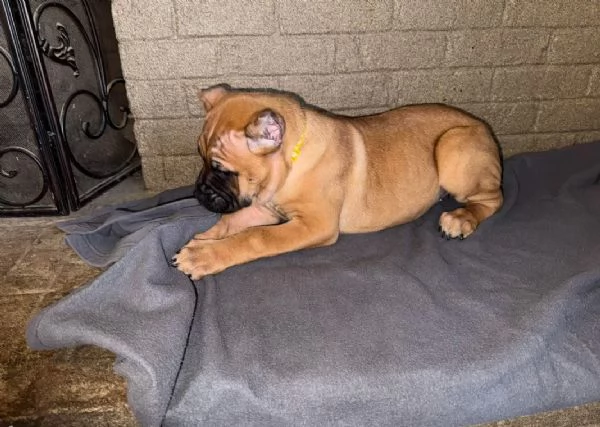 Cuccioli di Cane Corso Bellissimi – Affettuosi e Pronti per la Nuova Famiglia 