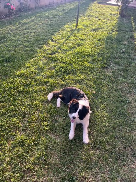Cuccioli border collie linea bellezza