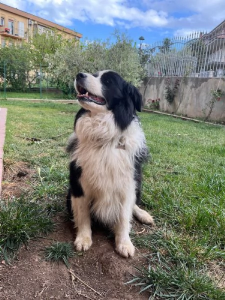 Cuccioli border collie linea bellezza | Foto 2