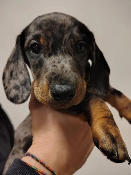 Vendita cuccioli bassotto tedesco con pedigree ENCI