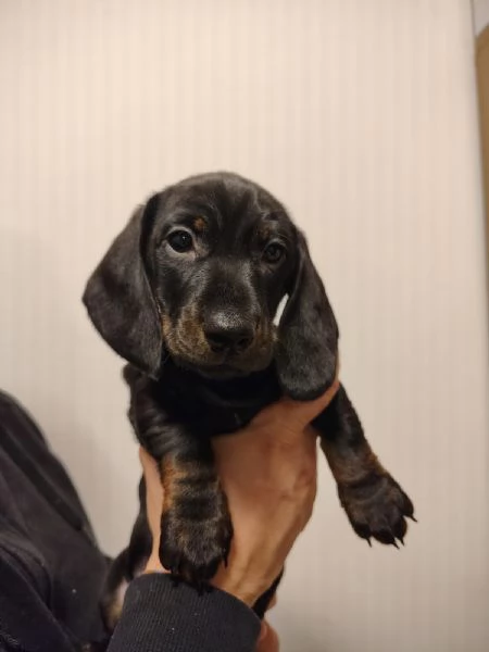 Vendita cuccioli bassotto tedesco con pedigree ENCI | Foto 6