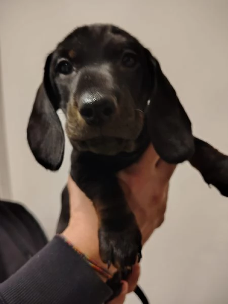 Vendita cuccioli bassotto tedesco con pedigree ENCI | Foto 5