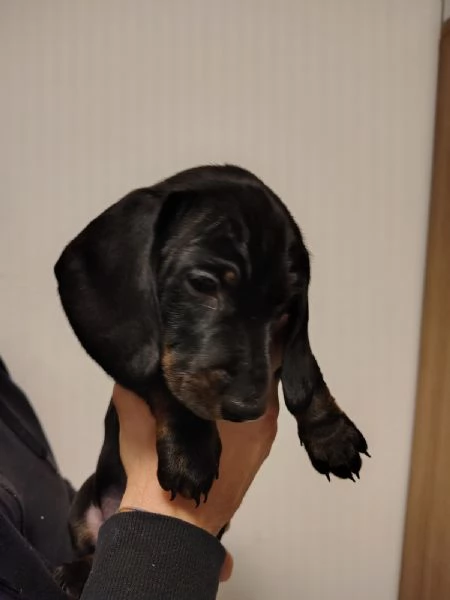 Vendita cuccioli bassotto tedesco con pedigree ENCI | Foto 4