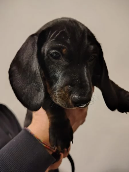 Vendita cuccioli bassotto tedesco con pedigree ENCI | Foto 2