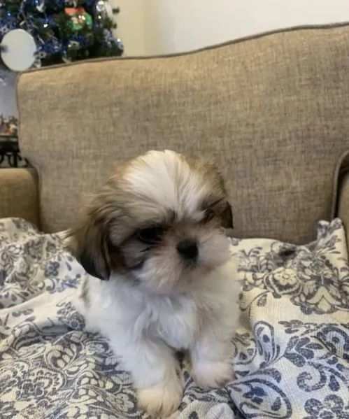 Cuccioli di Shih Tzu